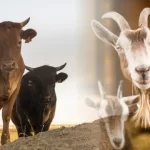 Kurban: Semangat Pengorbanan Generasi Indonesia