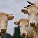 Keagungan Tuhan dalam Daging Qurban