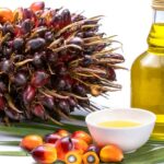 Keren! Mahasiswa Biologi UIN Bandung Temukan Cara Baru Lawan Ganoderma pada Sawit